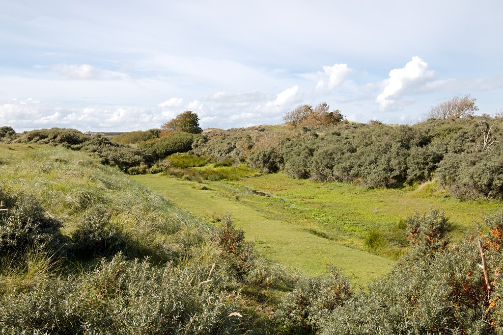 AWD Amsterdamse Waterleidingduinen natuurgebied polder bos vos hert herten damhert duinen zandvoort waterwingebied